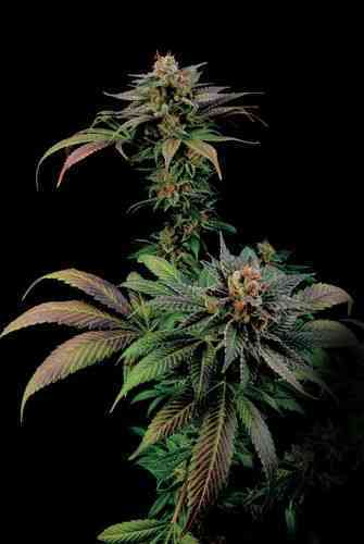 Blue Widow > Dinafem Seeds | Feminized Marijuana   |  hybrid